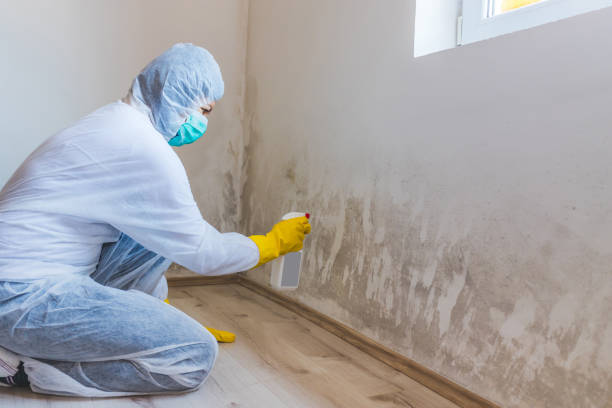 Hvac And Air Duct Mold Remediation inspection of HVAC system in Spring Park