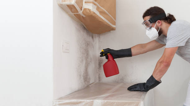Basement Mold Remediation treatment on basement walls in Spring Park