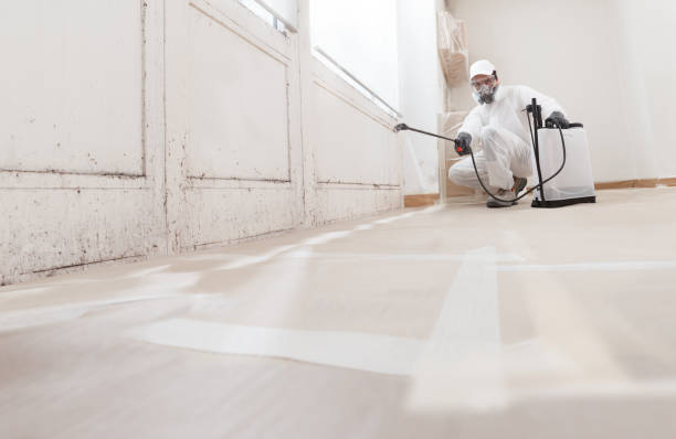 Black mold remediation team in Spring Park