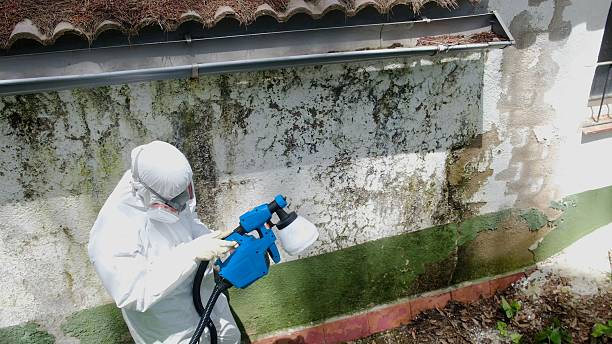 Mold Removal service in Spring Park